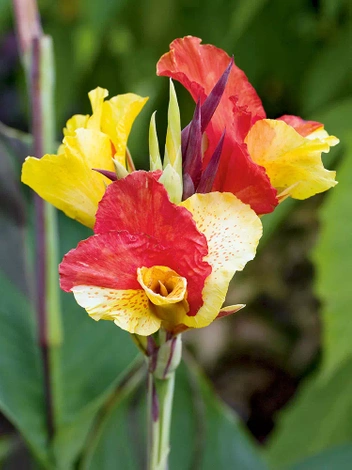 Blumenrohr (Canna) 'Cleopatra' 1 St.