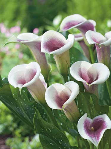 Zantedeschia (Calla)  'Picasso' 1 St.