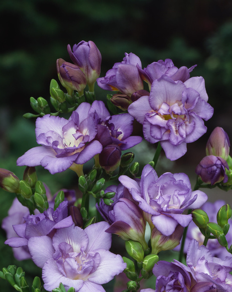 Freesia Voll ( Freesia double ) Blau 5 St.