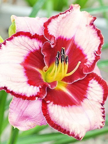 Taglilie (Hemerocallis) 'Lies and Lipstick'