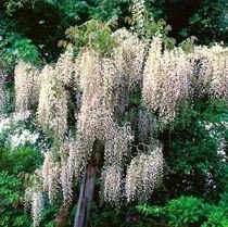 Weißer Chinesischer Blauregen (Wisteria) Weiß