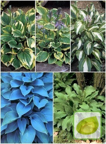 Gartenfunkie ( Hosta ) Mix 2 St.