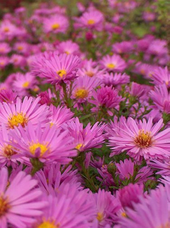 Aster 'Herbstgruss Von Bresserhof' 1 St.