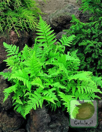 Paproć (Dryopteris) Leatherwood