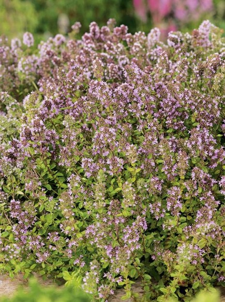 Samen Sand-Thymian (Thymus serpyllum)