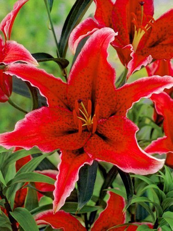 Lilie (Lilium) 'Sumatra'