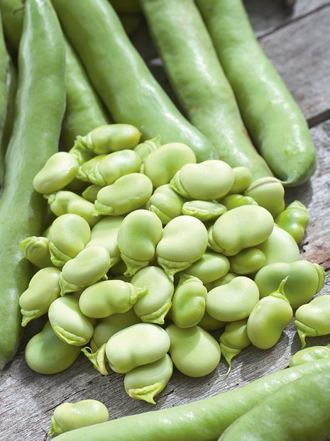 Samen Ackerbohne (Vicia faba)