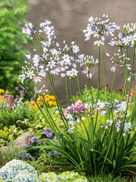 Schmucklilie (Agapanthus) 'Twister' 1 St.