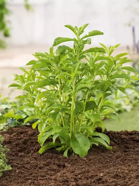 Nasiona Stewia Rebaudiana Naturalny Słodzik