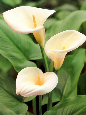 Zantedeschia (Calla) White 1 St.