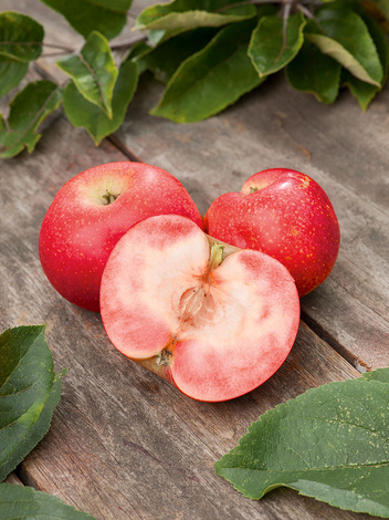 Zwergapfelbaum 'Red Love'