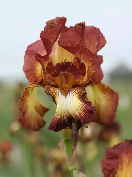 Schwertlilie (Iris germanica) ' Ride Joy ' 1 St.