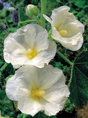 Stockrose (Alcea) Weiß 1 St.