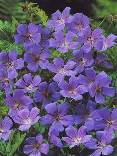 Storchschnabel (Geranium himalayense) 'Gravetye'