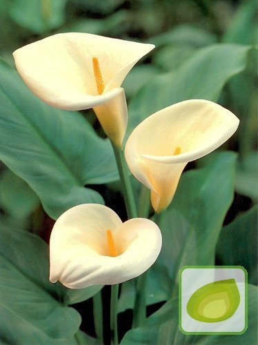 Zantedeschia (Calla) Aethiopica