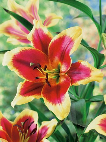 Lilie (Lilium) 'Red Dutch'