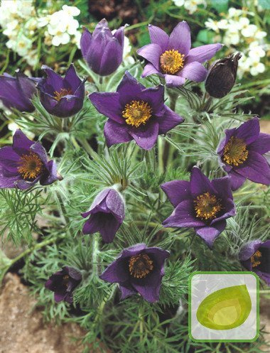 Kuhschelle (Pulsatilla) Blue