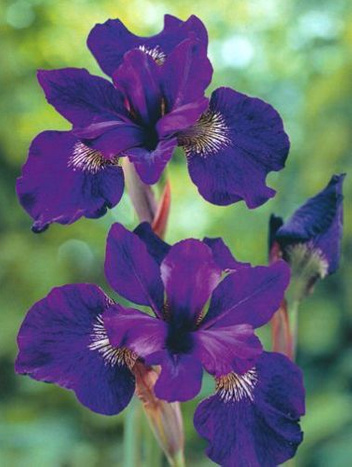 Iris Siberica Regency Buck