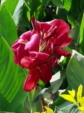 Blumenrohr (Canna) 'Cherry Red' 1 St.