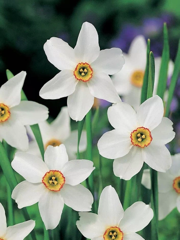 Narzisse (Narcissus)  'Recurvus'