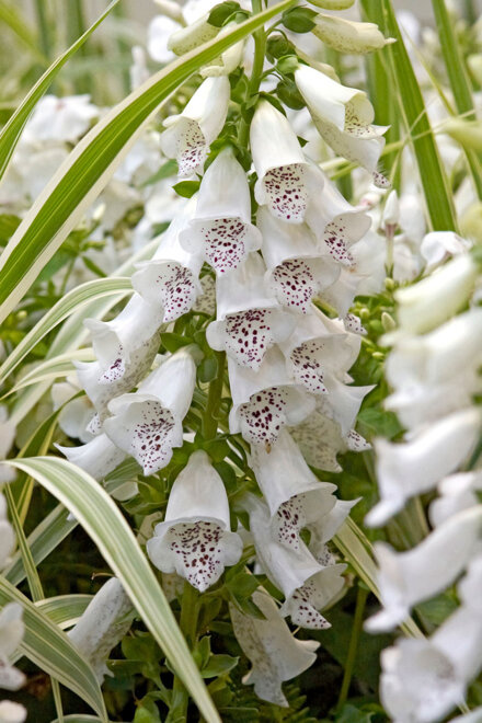 Fingerhut (Digitalis) "White" 1 St.