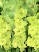 Gladiole (Gladiolus) 'Green Star'