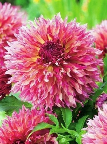 Dahlien (Dahlia) 'Myrtle's Folly'