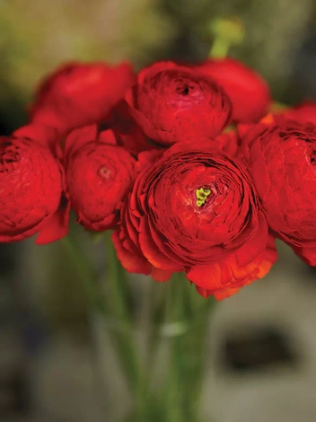 Hahnenfuß (Ranunculus) Rot 5 Stk.