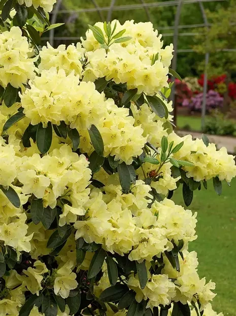 Gartenhortensie (Hydrangea) Blau