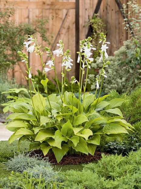 Funkie (Hosta) 'Royal Standard'