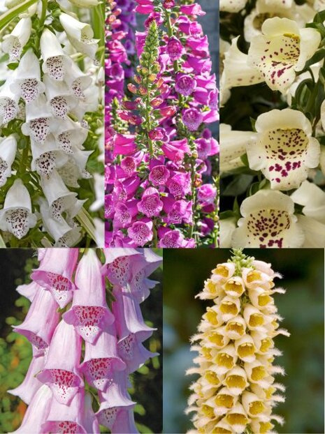 Satz Fingerhut ( Digitalis ) 5 St.