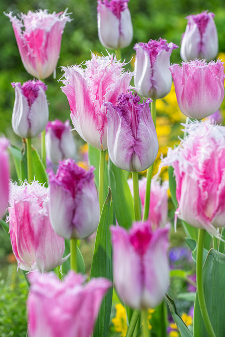 Tulpe ( Tulipa ) Eyelash 5 szt.