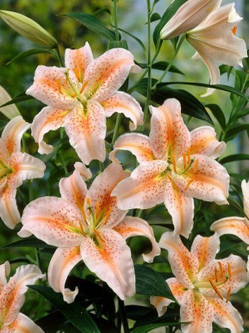 Lilie (Lilium) 'Salmon Star'