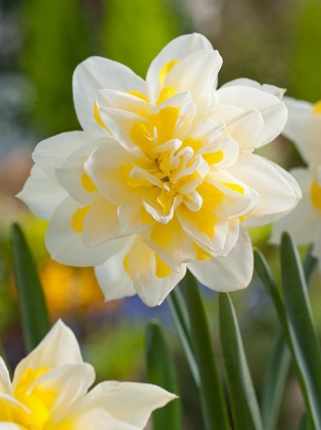 Narzisse (Narcissus) 'Irene Copeland'