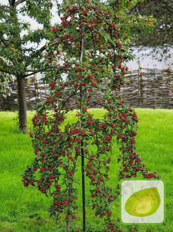 Zwergmispel (Cotoneaster) Coral Beauty - Bäumchen 80 cm