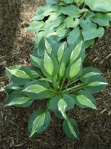 Funkie (Hosta) 'Snake Eyes'