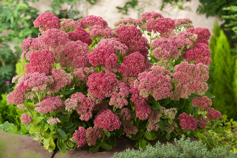 Große Fetthenne (Sedum telephium) 'Herbstfreude'  XXL 1 St.