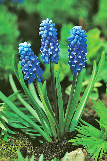 Traubenhyazinthe (Muscari) 'Dark Eyes'