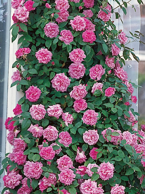 Kletterrose (Rosa) 'Karol'