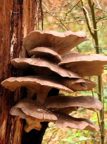 Austernpilz für den eigenen Pilzanbau (Pleurotus ostreatus) Parasolpilzkultur