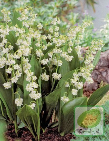 Konwalia (Convallaria) Prolificans