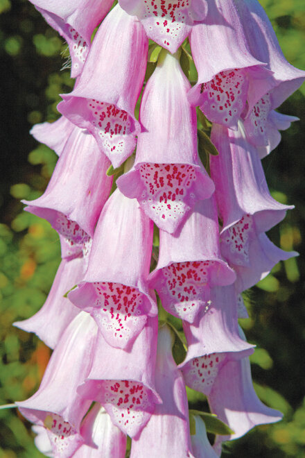 Fingerhut (Digitalis) 'Virtuoso Lavender' 1 St.