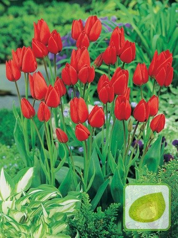 Tulpe billig Red Georgette