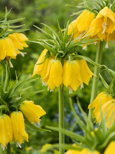 Kaiserkrone (Fritillaria) 'Lutea'