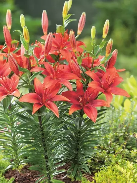 Lilie (Lilium) 'Cavoli'