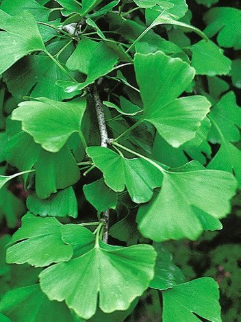 Elefantenohrbaum (Ginkgo biloba)