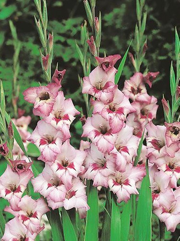 Gladiole billig (Gladiolus) 'Vera Lynn'