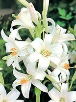 Lilie (Lilium candidum) - 'Heiliger Antonius'