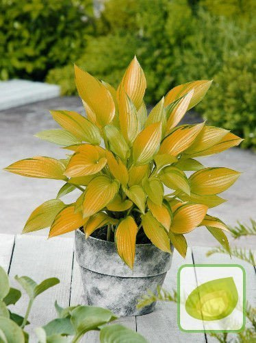 Funkia (Hosta) June Fever