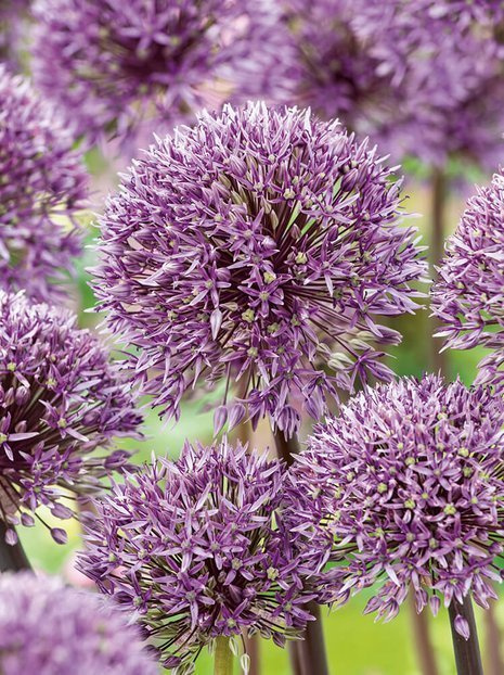 Zierlauch (Allium) 'Jackpot'